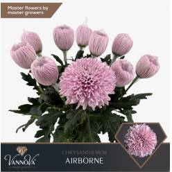 Uniflor Hol. Airborne 75gr Rs.