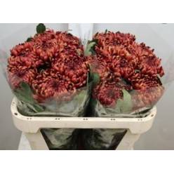 Uniflor Hol. Ankara Red 80cm 110gr