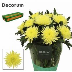Uniflor Hol. Topspin Yellow 90gr