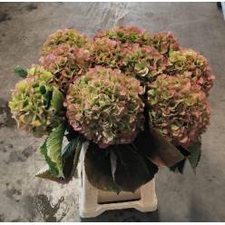 Hortensia Hol. Verena Classic 65cm �20/22 Bic.