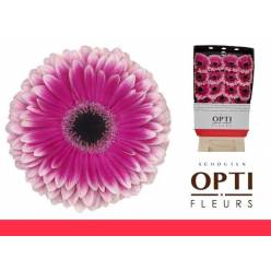 Gerbera Hol. Prelude Bic. "Aquapack" "T15"