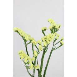 Statice Hol. Starlight Wings 60cm 20gr "T25" Am.