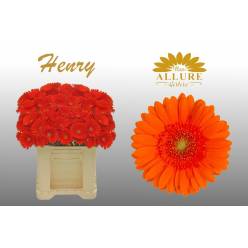 Gerbera Mini Hol. Henry Nj. "T20"