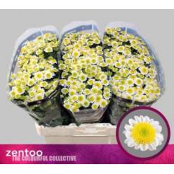 Santini Sun Up 1050gr "T25" Bl.