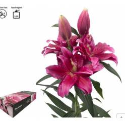 Oriental Hol. Rs. Doble Dalinda 75cm 3/4 fl.