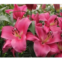 Oriental Hol. Rs. Corvette 65cm 2 fl.