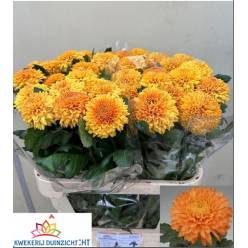 Uniflor Hol. Marielle Bronz 110gr 80cm