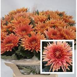 Uniflor Hol. Tula Copper 70gr 80cm Bic.