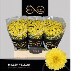 Santini Miller Yellow 1100gr "T25"