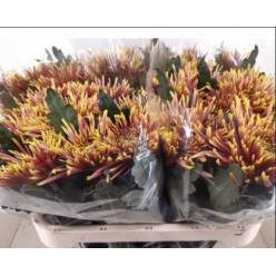 Uniflor Hol. Tula 80gr 80cm Bic.