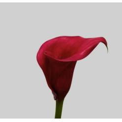 Calla Overig Red 55cm