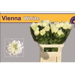 Uniflor Hol. Vienna White 130gr 80cm