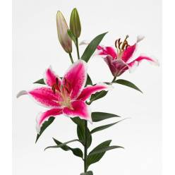 Oriental Hol. Rs. Starfighter 70cm 3/4 fl.