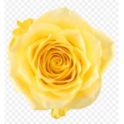 Rosa Ecu. Rise And Shine 50cm Am