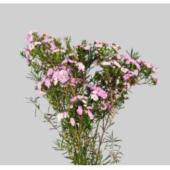 Flor Cera Hol. Danc Queen 40cm 20gr Rs. "T25"