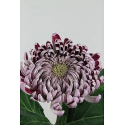Uniflor Hol. Deco Gilb Purple100gr