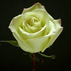 Rosa Ecu. Jade 50cm