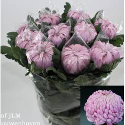 Uniflor Hol. Vienna Pink 130gr.