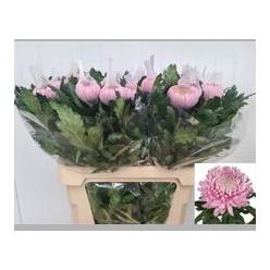 Uniflor Hol. Deco Hornbill 80gr Ros.