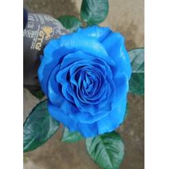 Rosa  Ecu. Tintada Pitufo 50cm