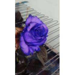 Rosa  Ecu. Tintada Purple 50cm