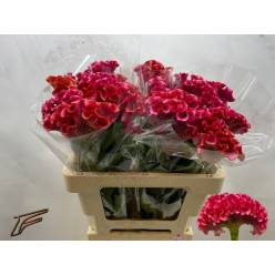 Celosia Cresta Muse Coral 55cm