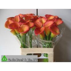 Calla Dutch Glory 60cm
