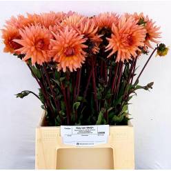Dalia Hol. Salmon Spider 50cm "CC50"