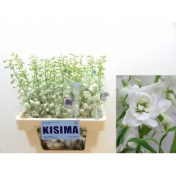 Delphinium Hol. Candle White Shades 60cm "T10"