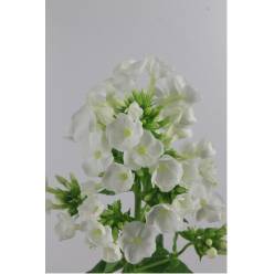 Phlox. Hol. P Icecap 70cm "T25"