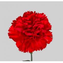 Clavel Nac. 60cm Rojo
