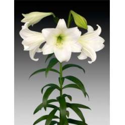Longiflora Nac. 85cm 2/3 fl.