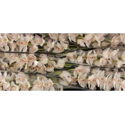 Cymbidium Cascade 80cm Bl.