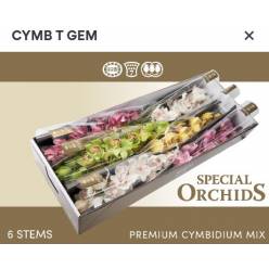 Cymbidium Mixta 80cm "Special"