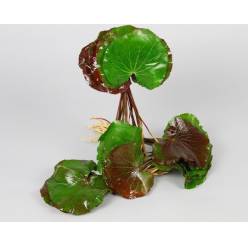 Galax verde - rojo