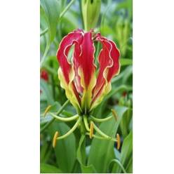 Gloriosa Corta Roja