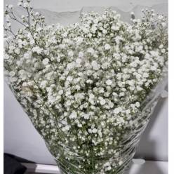 Paniculata White Cosmic 750gr "T25"