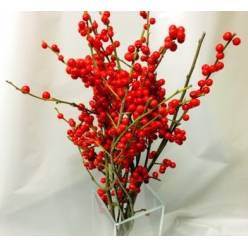 Ilex Verticillata 35cm