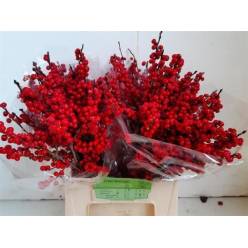 Ilex Verticillata 45cm