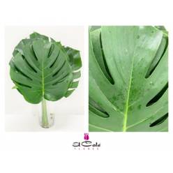 Philodendro Monstera Nac. Grande 70/80cm 27/35