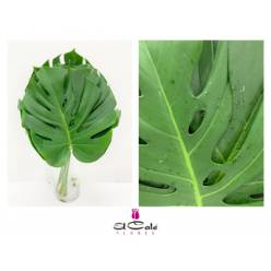Philodendro Monstera Nac. Mediano 50/60cm 23/27