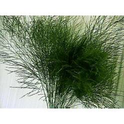 Treefern Holandes