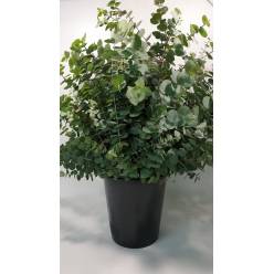 Eucaliptus Nac. Sterwatiana