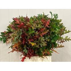 Roble Hol. Palustra natural 80cm x20