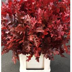 Roble Hol. Rubra Rojo 80cm x20 Pintado
