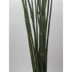 Equisetum Snakegras