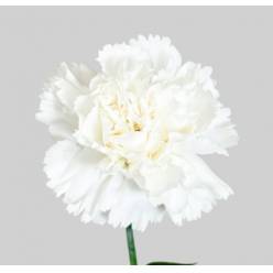 Clavel Nac. 50cm Blanco