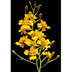 Dendro Oncidium 65cm