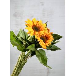 Girasol Nac. C.N. 80cm