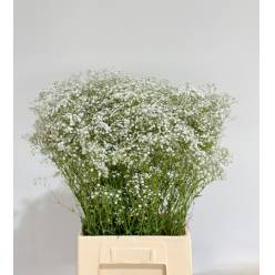 Paniculata Nac. Perfecta 1100gr "T25"